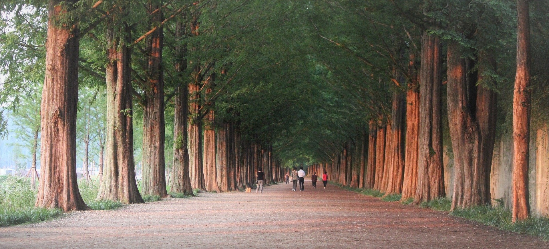 jeonnam_Damyang_Metasequoia_Gil